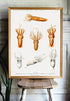 wood framed squid varieties print wall art